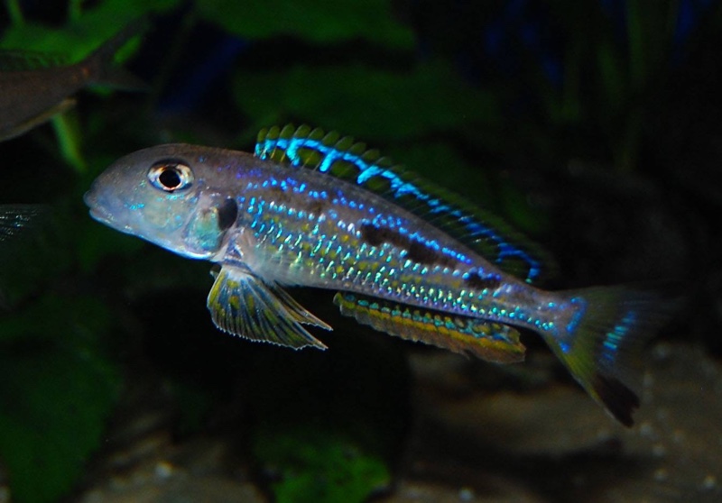 Xenotilapia singularis 'Kalya'